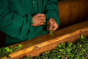 Discover the Rich <em>Heritage and Benefits</em> of Nepali Tea