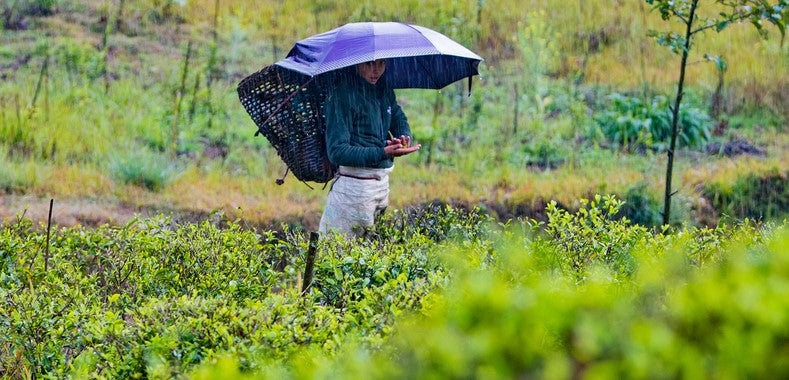 What You Need to Know about the Purity and Taste when You Shop Green Tea from Nepal