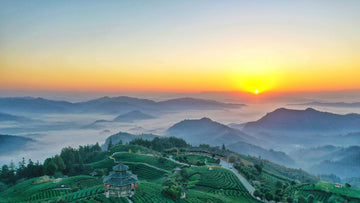 Fresh-Loose-Leaf-China-Tea-Garden