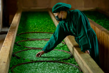 Tea maker in Ilam, Nepal inspecting green tea leaves on withering trays during processing