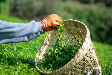 Hand-picking fresh green tea leaves in a Nepali tea plantation, showcasing the natural and traditional methods of producing high-quality Nepali green tea like Halfmoon Pearls and Ilam Green Tea