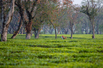 Handpicking loose-leaf tea in a shade-grown tea garden, Ilam, Nepal