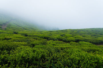 Misty tea garden in Ilam, Nepal showing high-elevation terroir