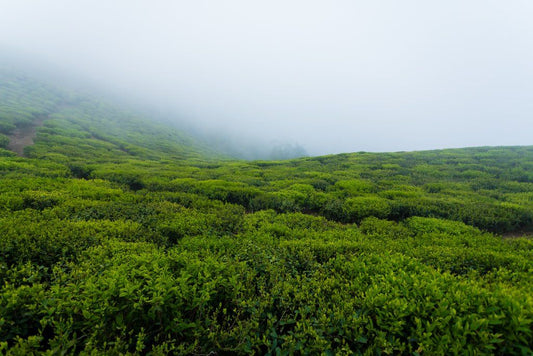 Misty tea garden in Ilam, Nepal showing high-elevation terroir