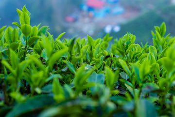 Sandakphu tea plantation in Ilam, Nepal – high-altitude organic tea farm with handpicked loose-leaf bushes