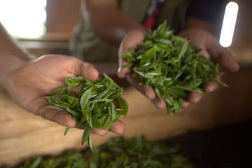 Loose-Green-Tea-Leaves-Cultivars