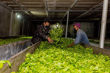 How is Tea Graded?