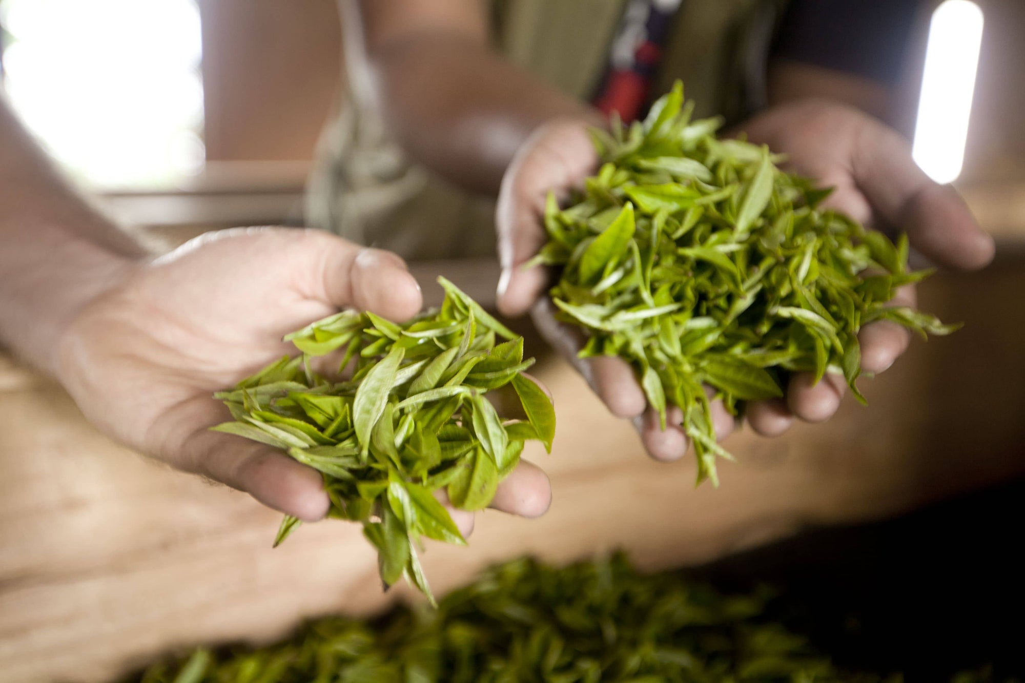 5 Top Reasons Why Loose Leaf Tea is Superior to Tea Bags⁠
