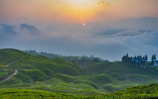 Sunrise over lush tea gardens in Ilam, Nepal, with rolling green hills and morning mist