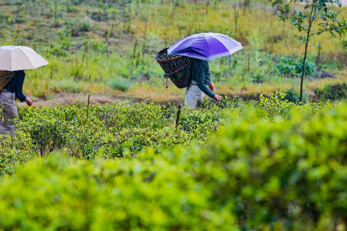 Nepali-Tea-Traders-Tea-Plucking