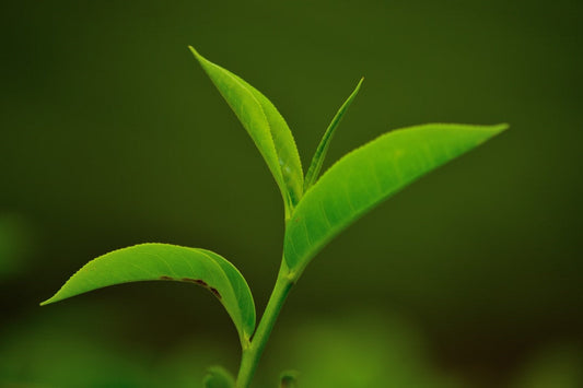 Nepal-Tea-Leaves