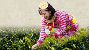Woman in traditional Nepali dress picking tea leaves.