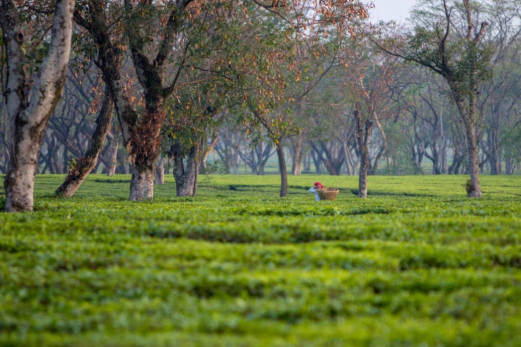 Tea Growing, Cultivation and Production Process