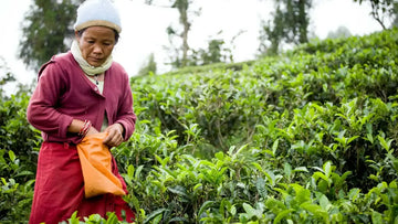Tea farmer hand-picking green tea leaves in an Ilam, Nepal tea garden.