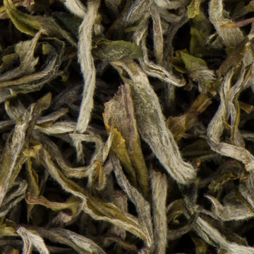 White tea vs green tea: silver needle white tea buds from Ilam, Nepal in close-up