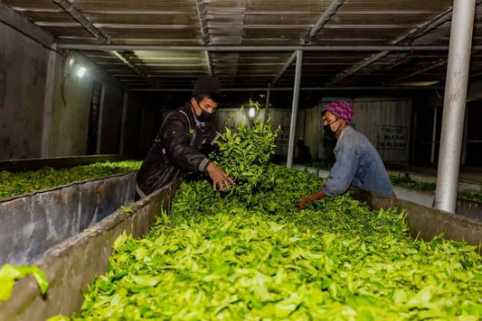 Workers manually spreading fresh green tea leaves in large withering troughs at a Nepal black tea production facility.