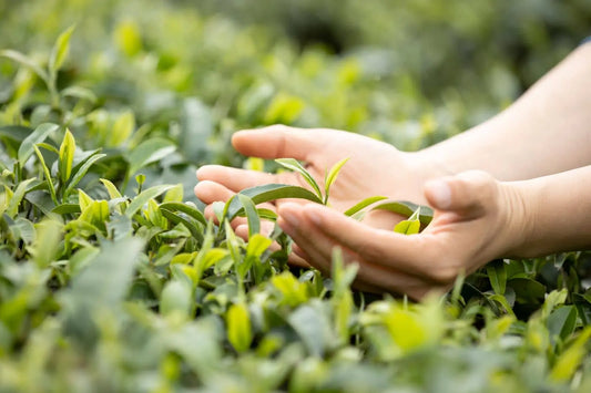 Hands gently protecting fresh tea leaves in an Ilam, Nepal tea garden — organic Nepali tea (loose leaf) from Nepal.