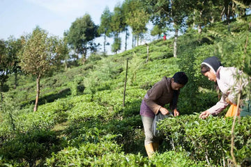 Two Nepali tea farmers hand-picking fresh green tea leaves at a high-altitude tea garden in Ilam, Nepal