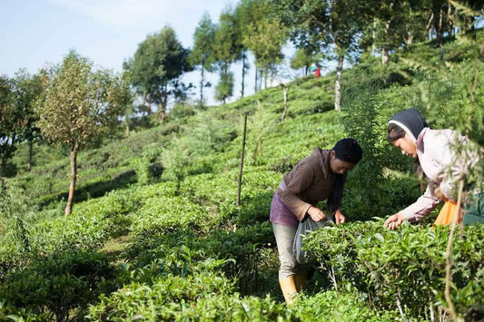 Two Nepali tea farmers hand-picking fresh green tea leaves at a high-altitude tea garden in Ilam, Nepal