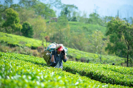 Health-Boosting Himalayan Teas: Immune, Focus & Wellness