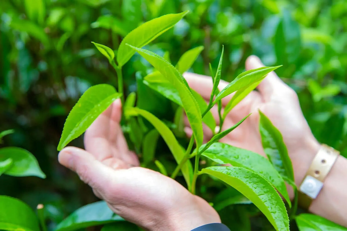 Spring Teas