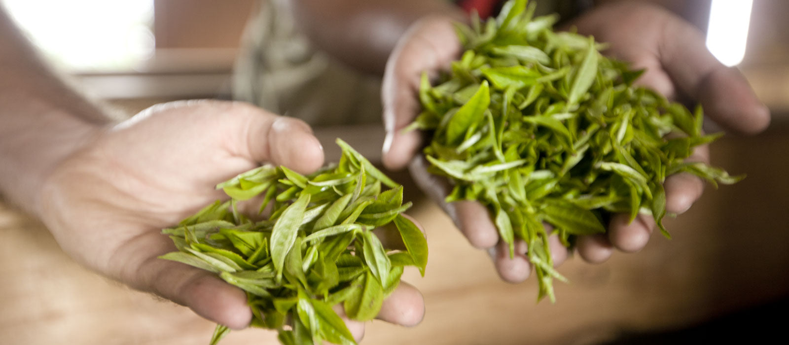 Single-Origin-Nepali-Tea-Traders-First-Flush-Tea-Leaves