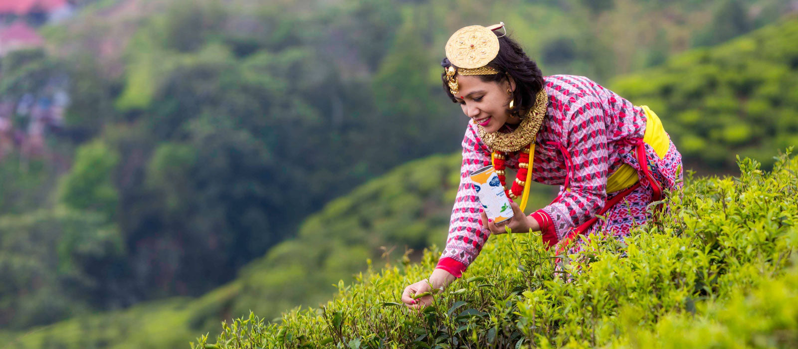 Single-Origin-Loose-Leaf-Tea-Plucking-Ilam-Near-Darjeeling