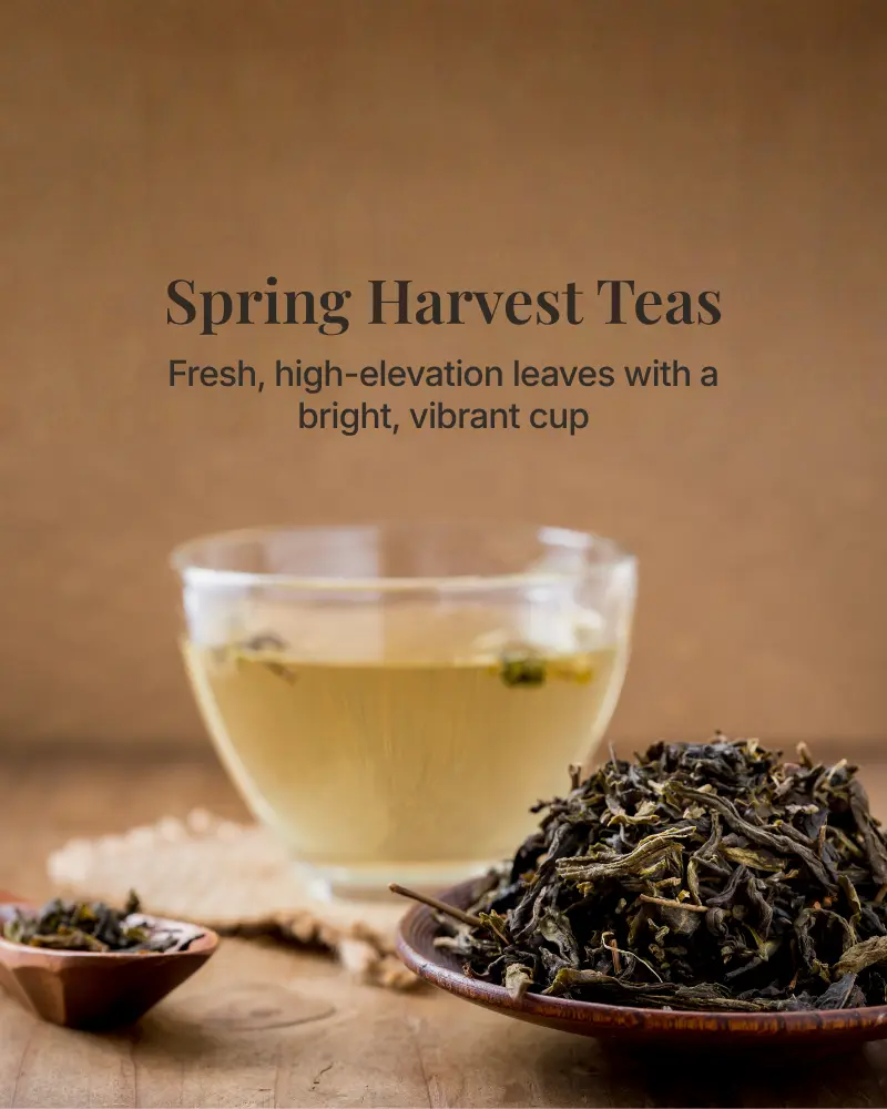 Nepali spring first flush tea collection - seasonal Himalayan loose leaf teas