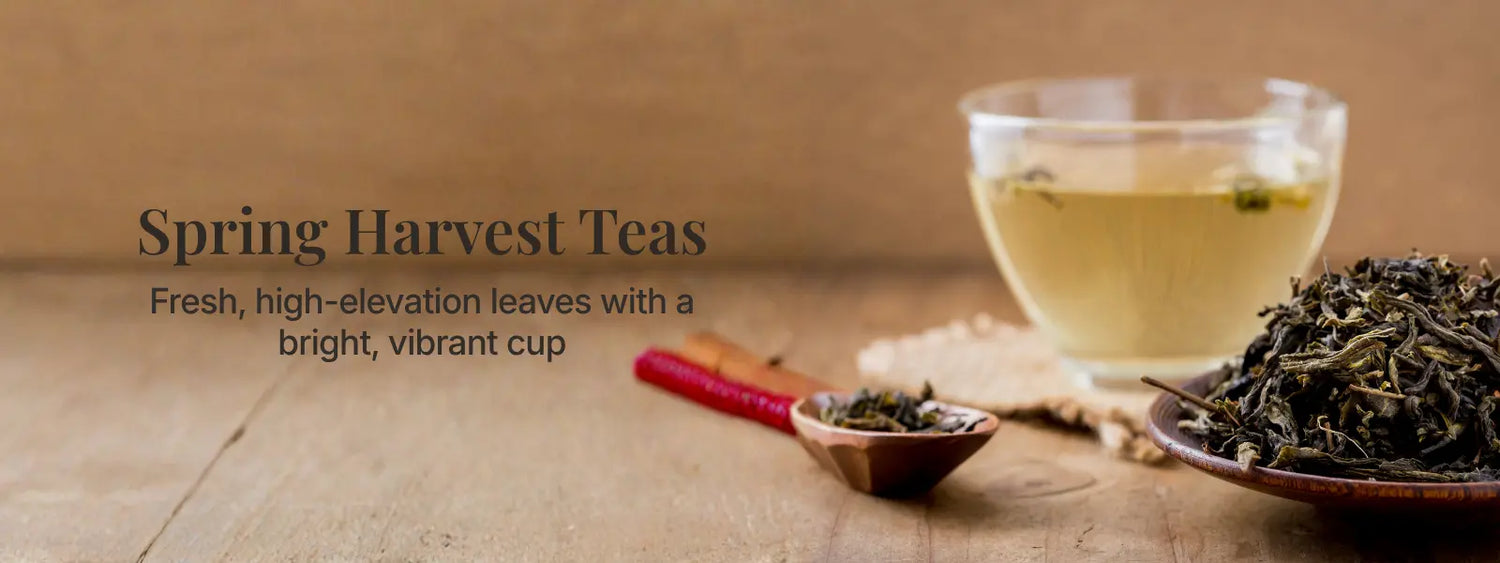 Spring harvest Ilam Nepal tea handpicked - 2025 first flush loose leaf collection