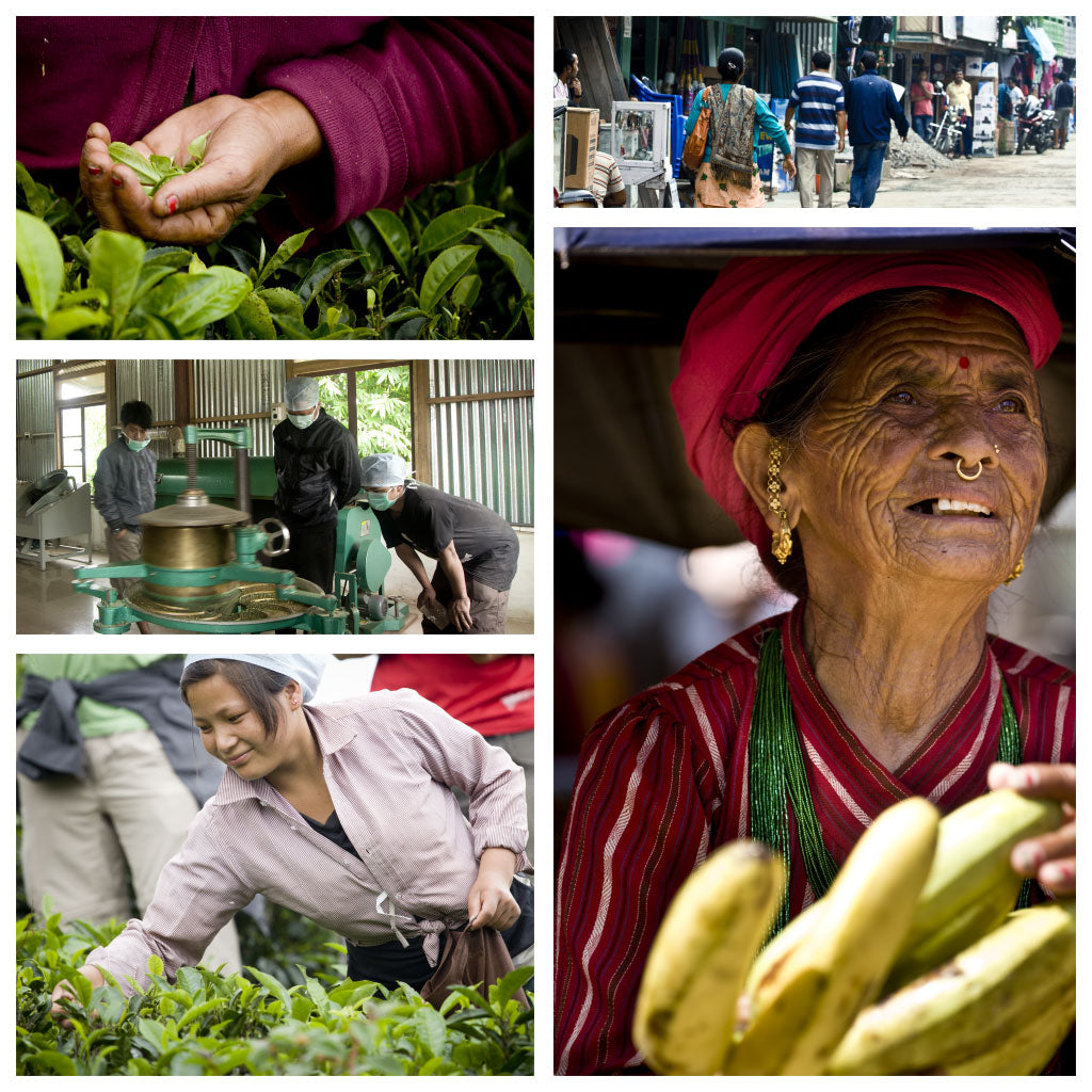 Nepali-Tea-Traders-organic-loose-leaf-tea-bulk-wholesale