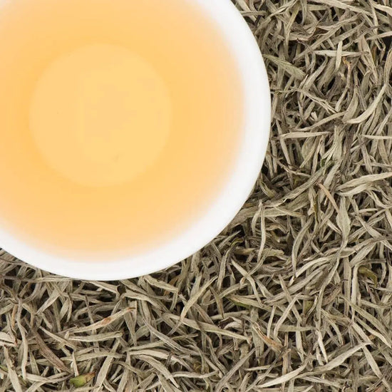 A cup of pale gold brewed white tea surrounded by premium silver tip tea buds.