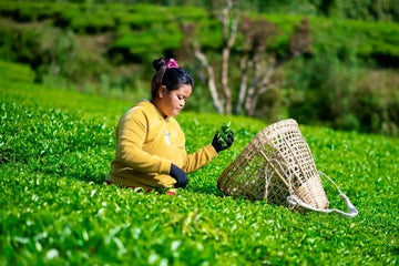 Nepali tea farmer handpicking fresh leaves in Ilam with a bamboo basket—ethical sourcing and fair wages.