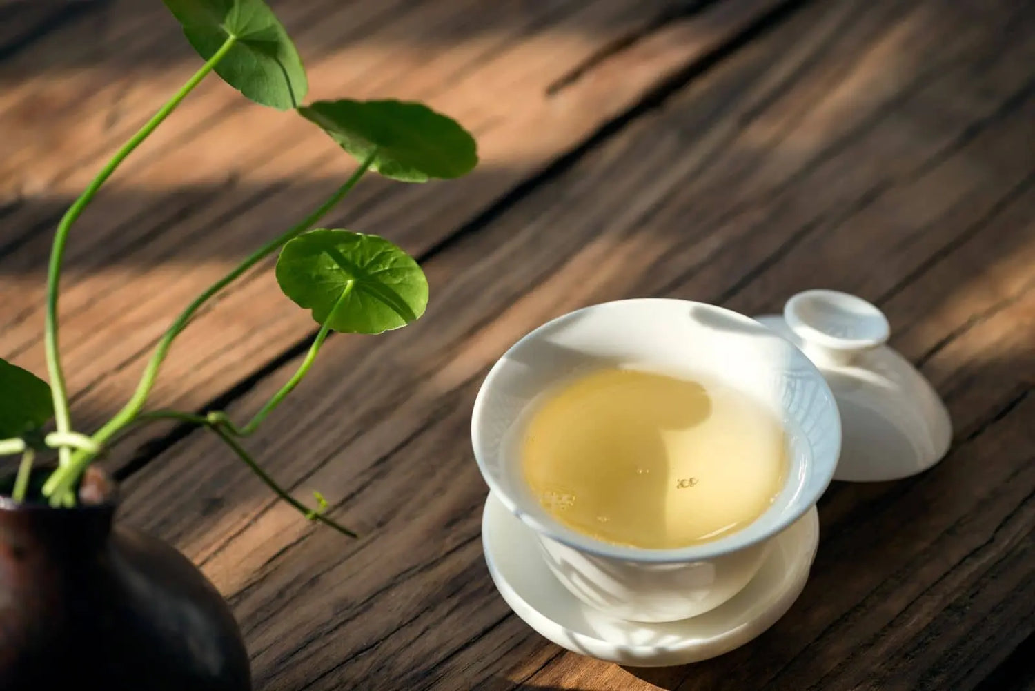 Delicate Nepali white tea in a porcelain cup on a wooden table with soft natural light