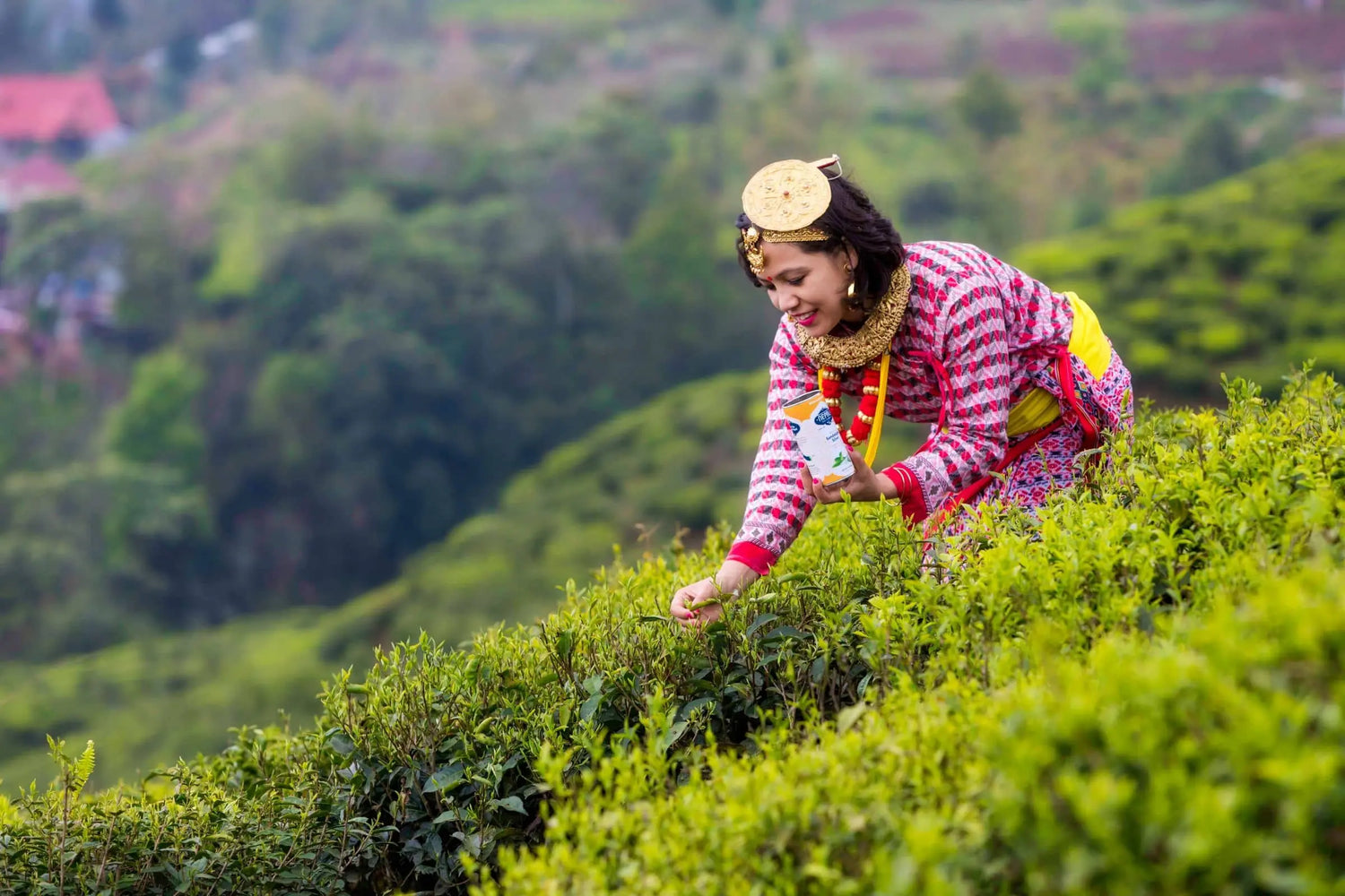 Woman in traditional Nepali dress handpicking tea leaves in an Ilam tea garden, holding a Nepali Tea Traders tin—sustainable Nepal loose-leaf tea.