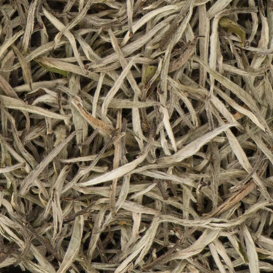 Close-up of premium Silver Tips white tea showing long downy buds and high-quality needle-shaped leaves.