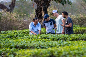 Nepali Tea Traders team visiting an Ilam tea garden to inspect plants and train growers—sustainable, eco-friendly farming practices in Nepal.
