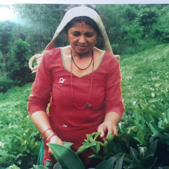 tea-economy-nepali-tea-traders
